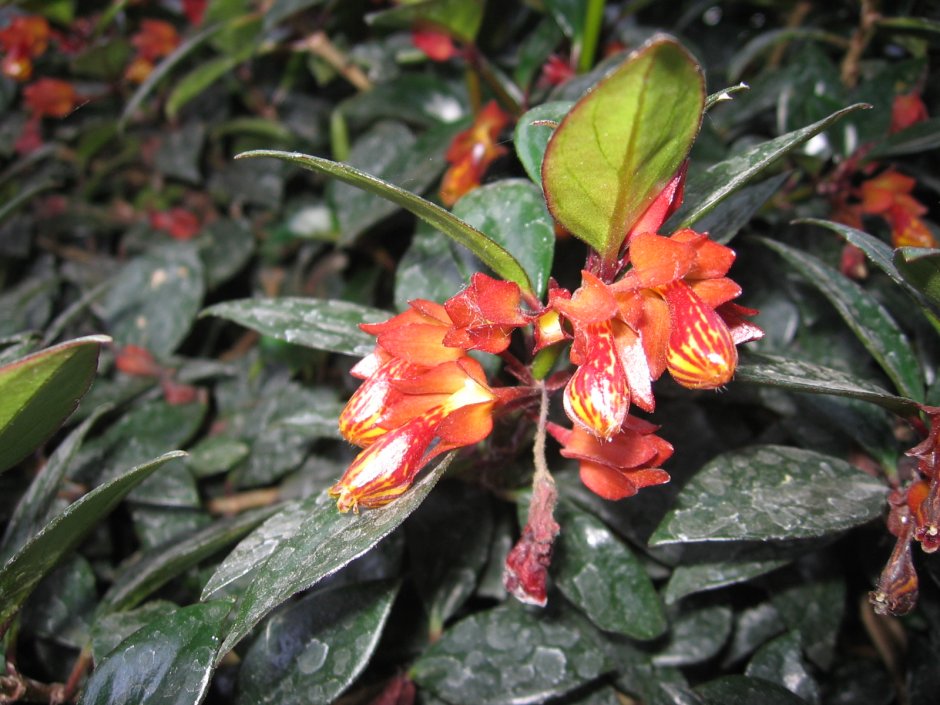 Цветок нематантус Тропикана