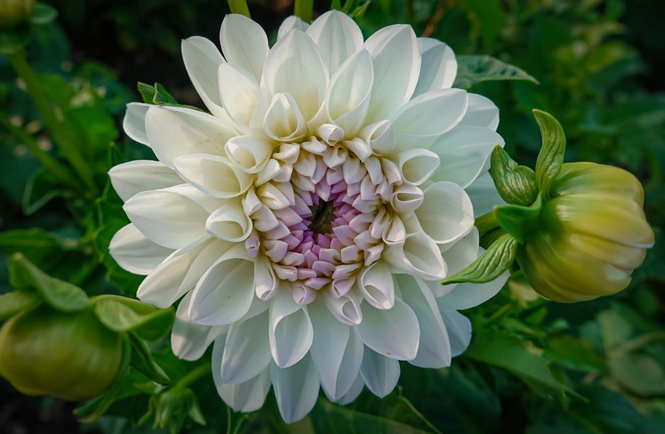 Георгины Dahlia