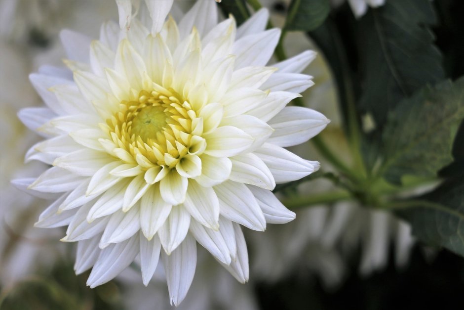 White Aster георгин