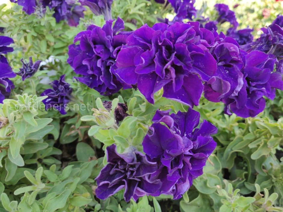 Petunia Tumbelina Belinda