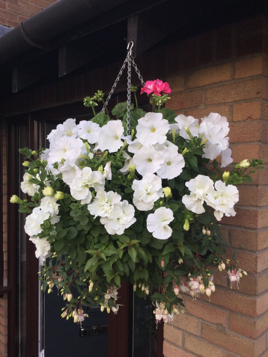 Петуния Petunia Tumbelina Diana