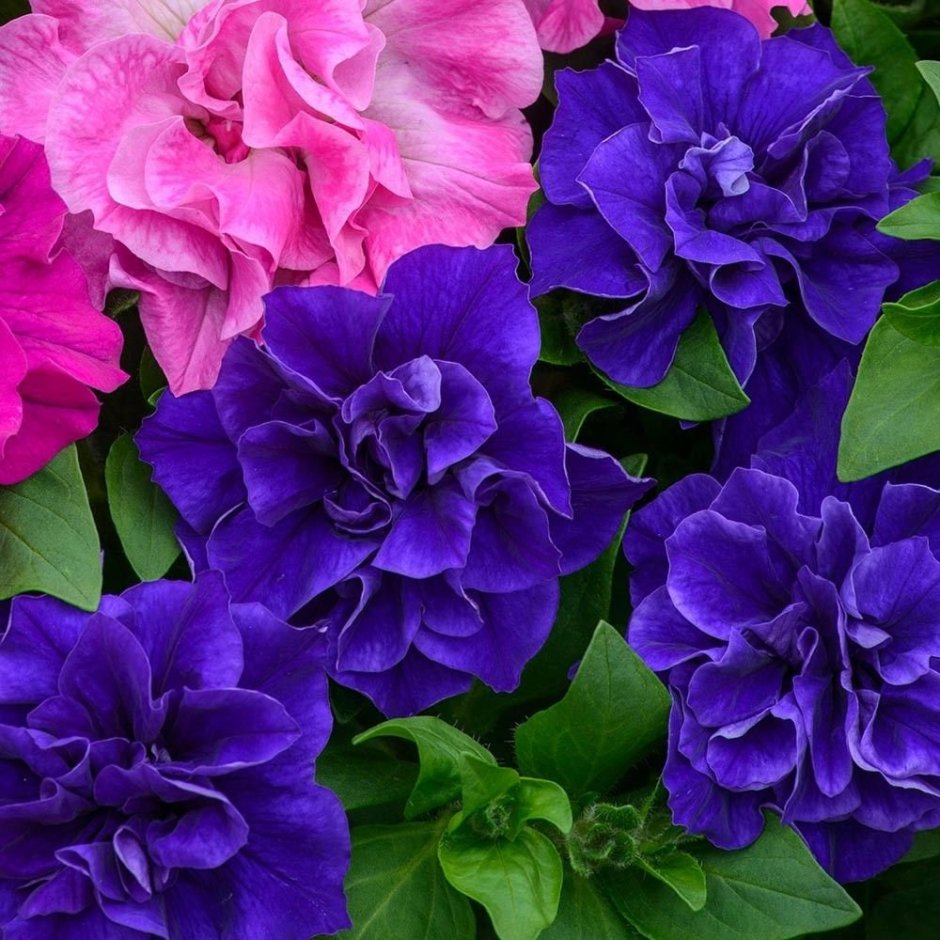 Петуния Petunia Tumbelina Belinda