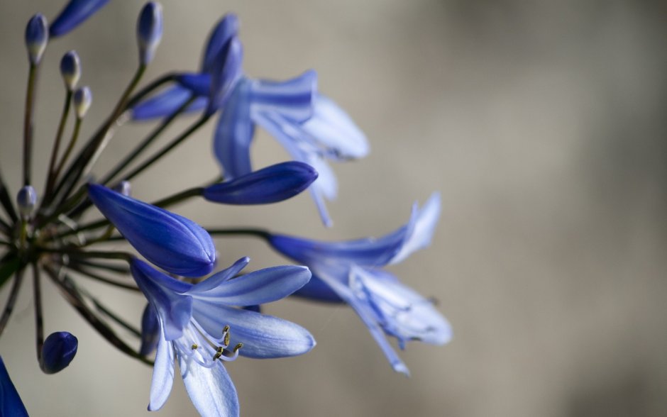 Лилия синяя цветок