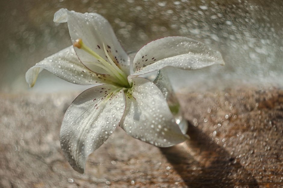 Лилии в росе