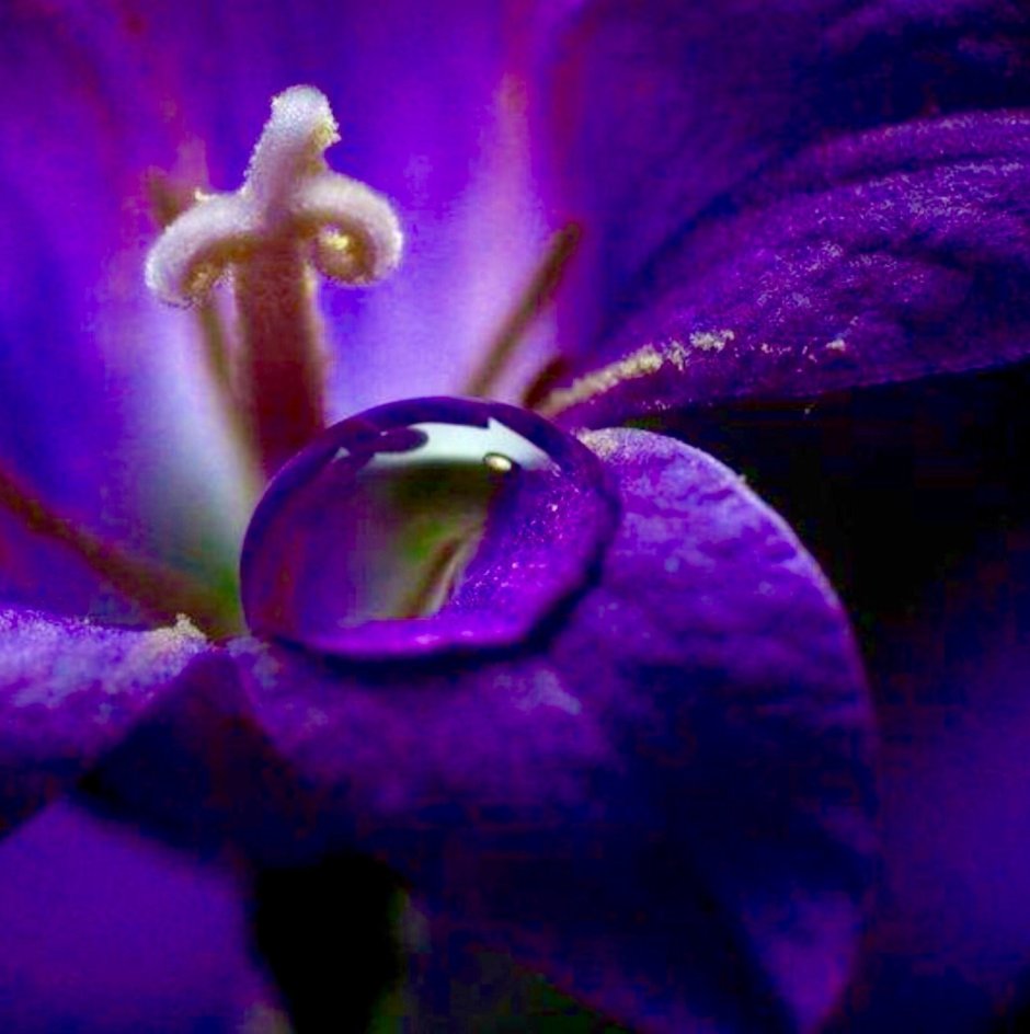 Фиолетовая Бурбонская Лилия