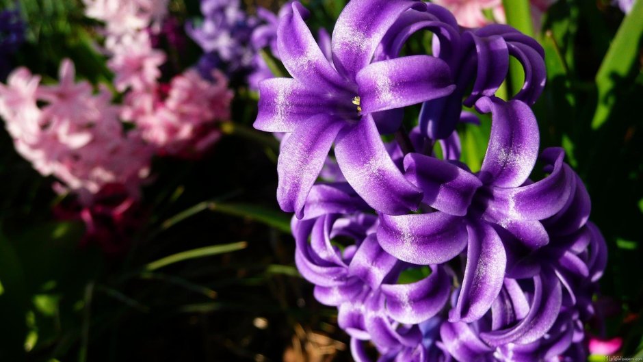 Фиолетовый гиацинт цветок