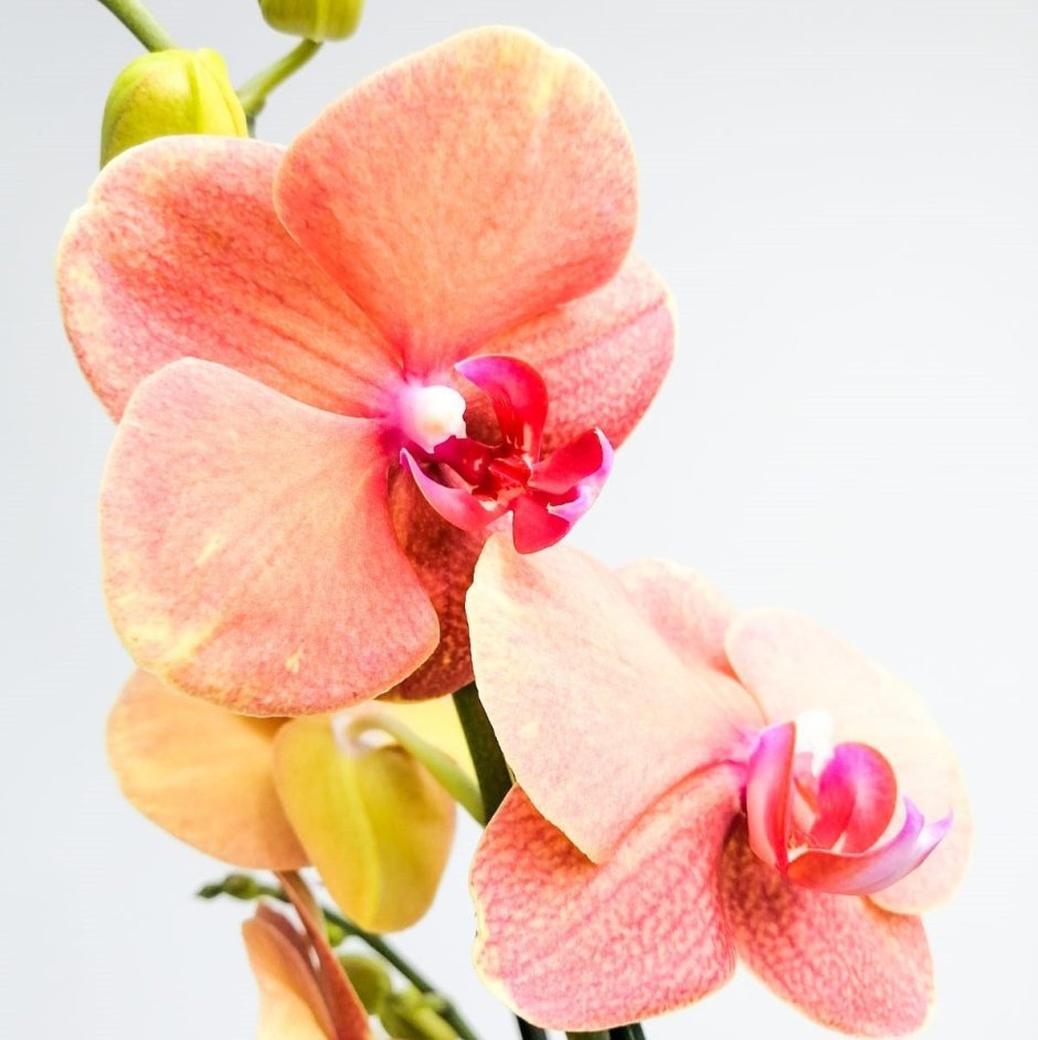 Орхидея серф Сонг