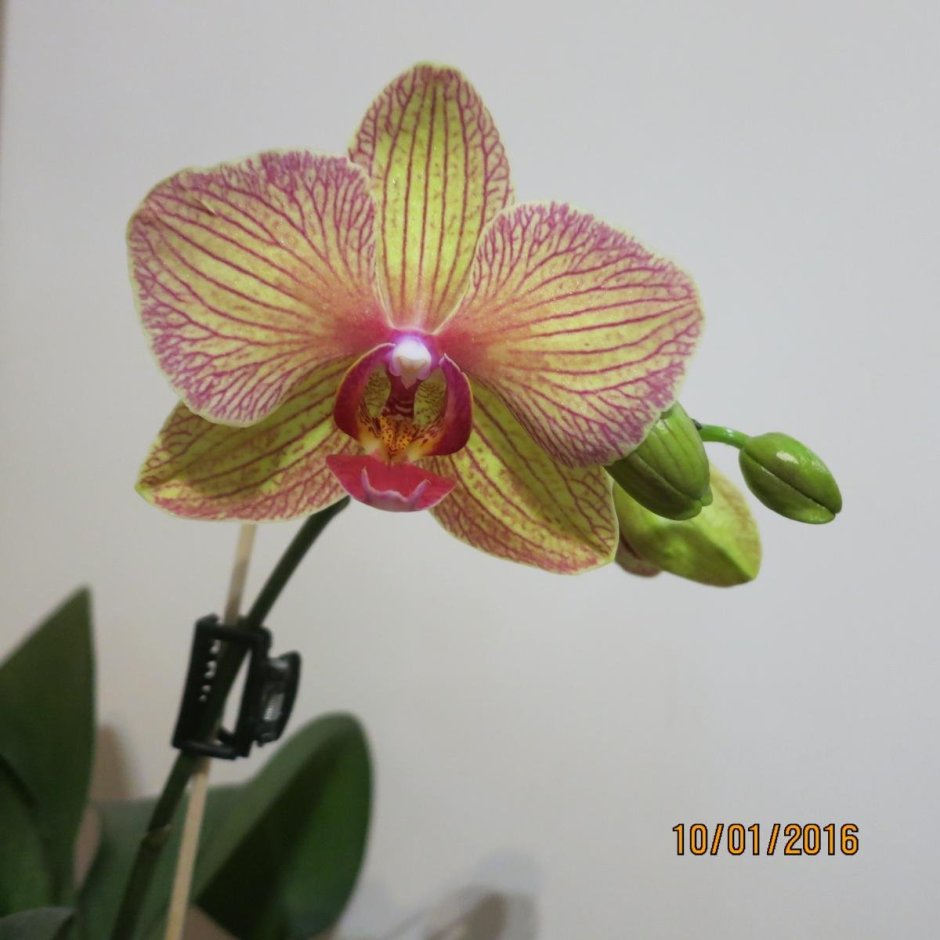 Орхидея Сурф