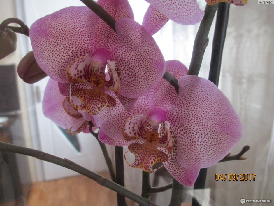 Орхидея Кастор