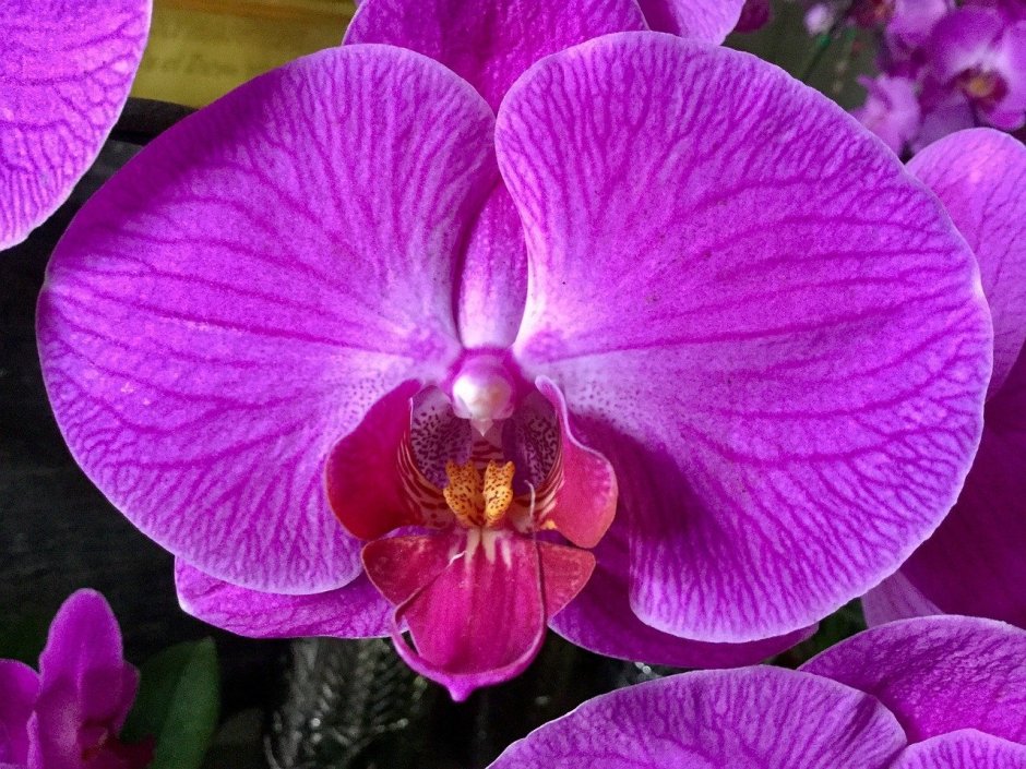 Саммер Сонг Орхидея