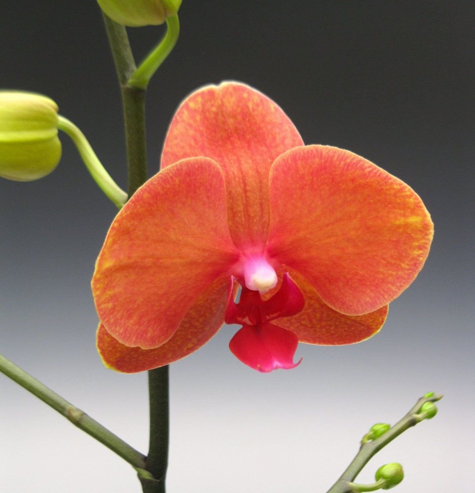 Орхидея фаленопсис оранж