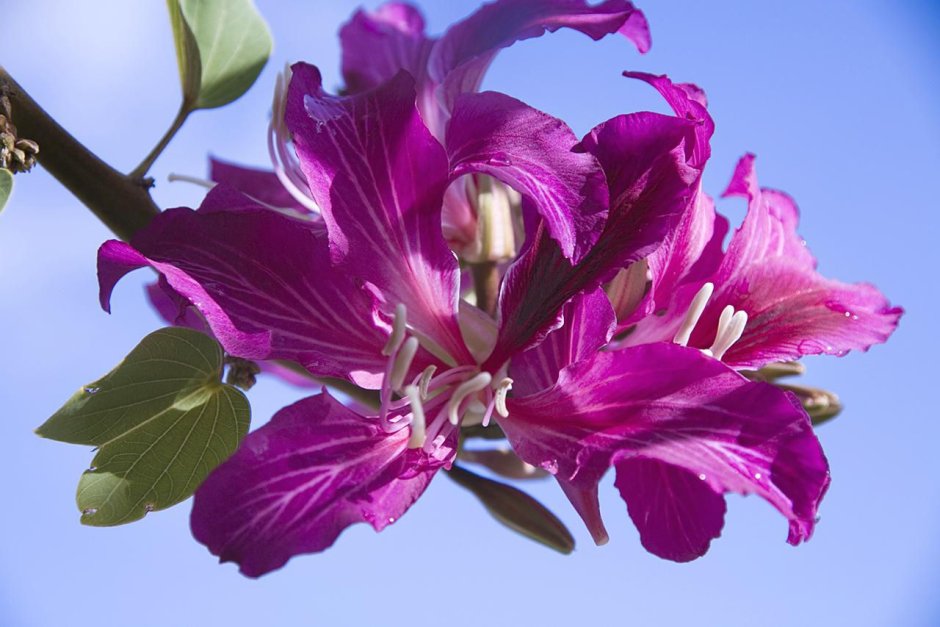 Цветы Баухиния пурпурная плазма