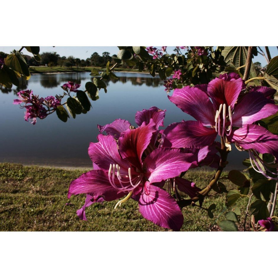 Баухиния пурпурная орхидейное