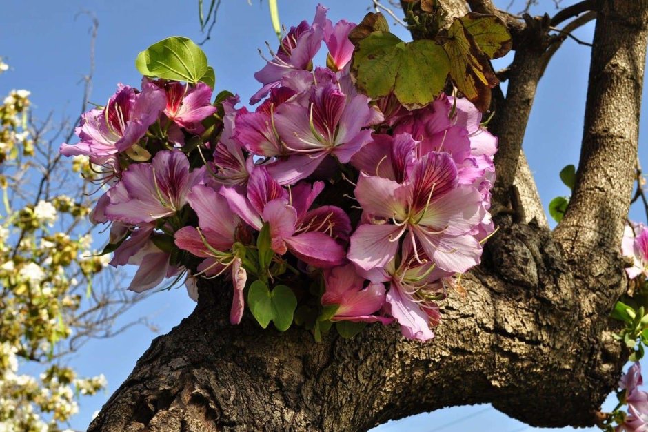 Цветок Баухиния орхидейное дерево