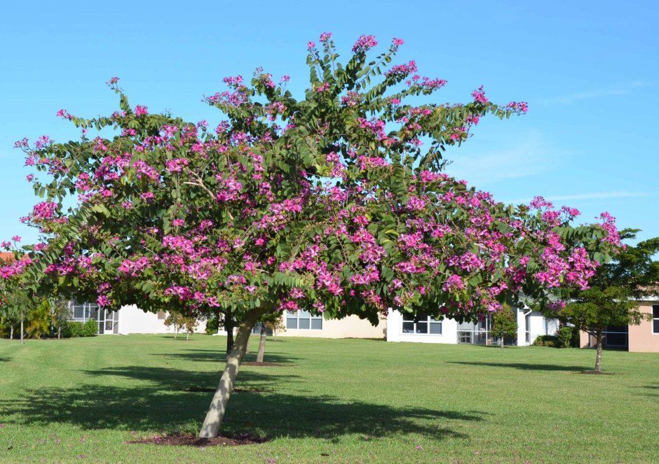 Баухиния пурпурная орхидейное дерево