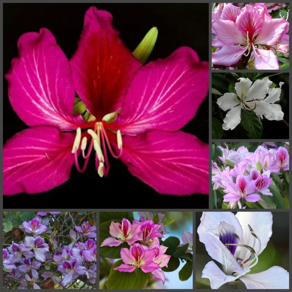 Баухиния пурпурная орхидейное