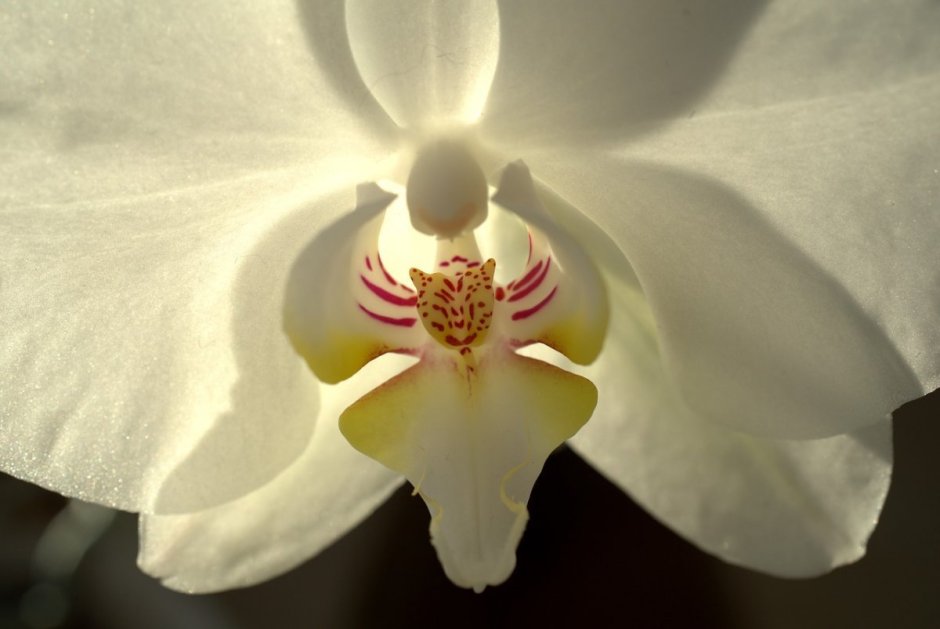 Белая Орхидея Кисловодск
