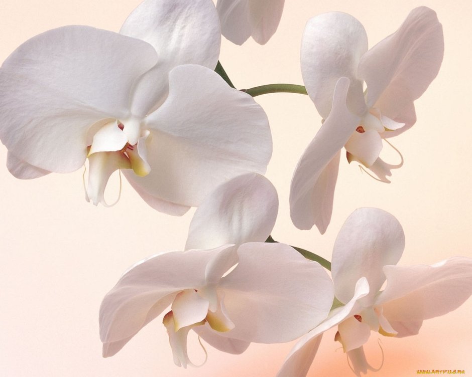Бежевая Орхидея фаленопсис
