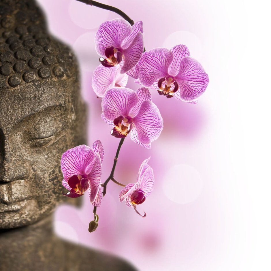 Розовый Будда Орхидея