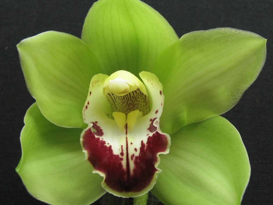 Орхидея белый будда