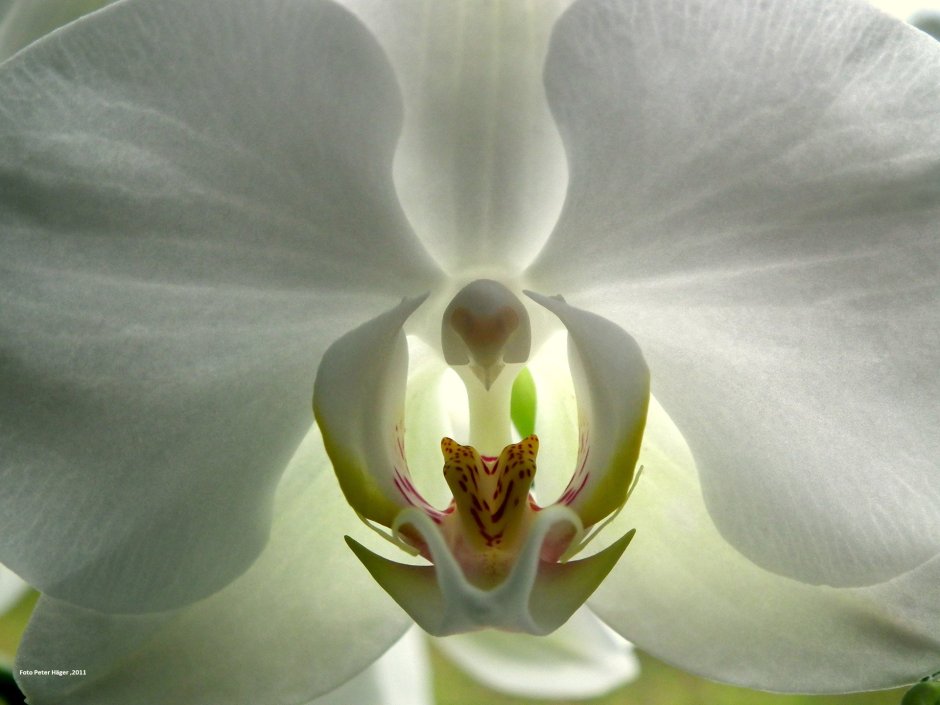 White Orchid Эльвира