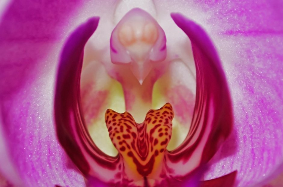 Орхидея похожа на женские органы