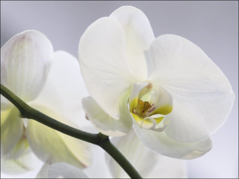 Орхидея кремовая нежная
