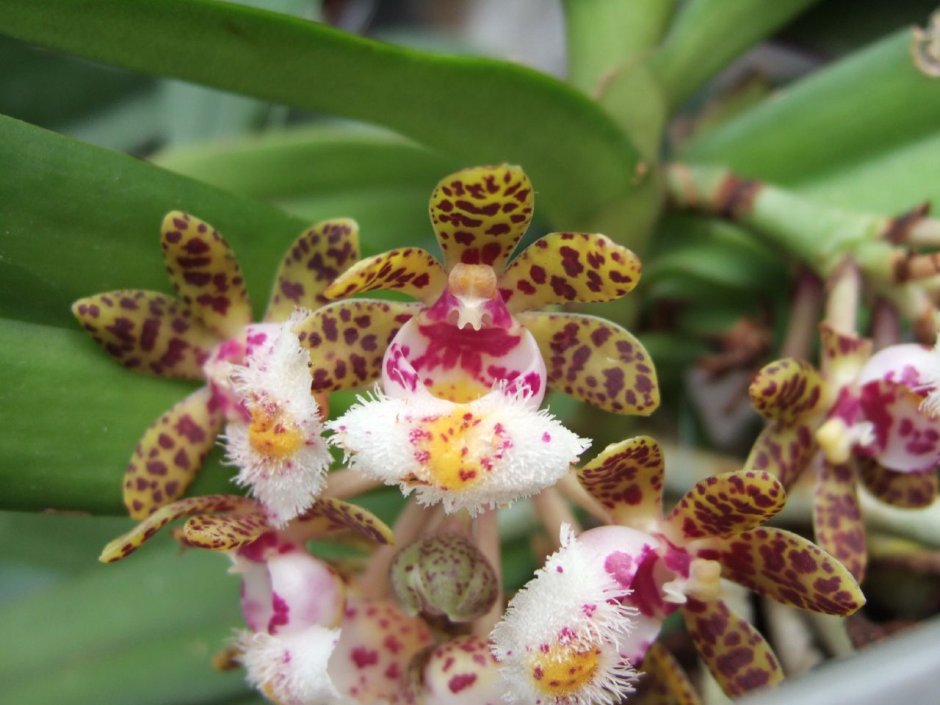 Гастрохилус Орхидея