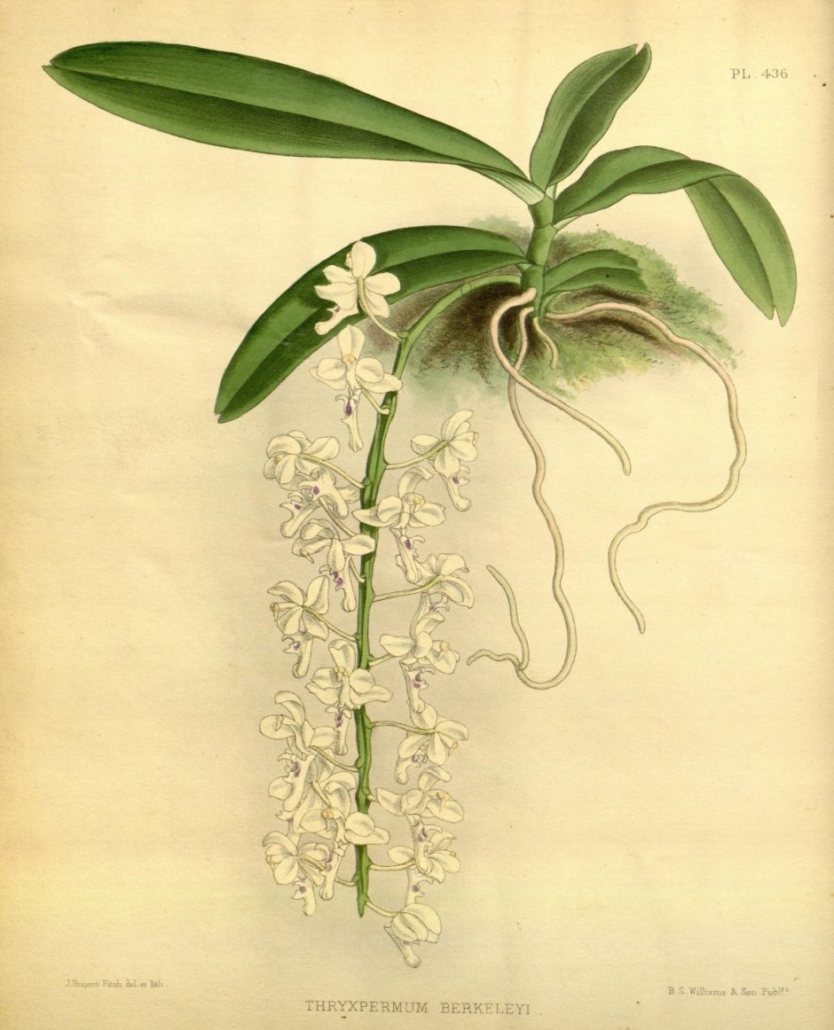 Сракохимус цветок