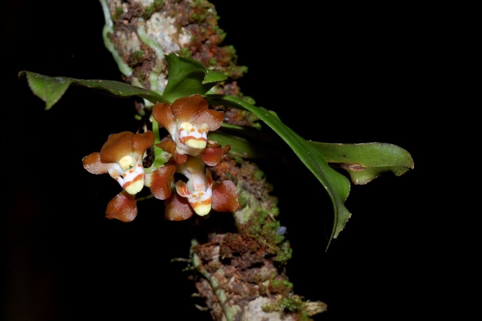 Саркохилус Орхидея