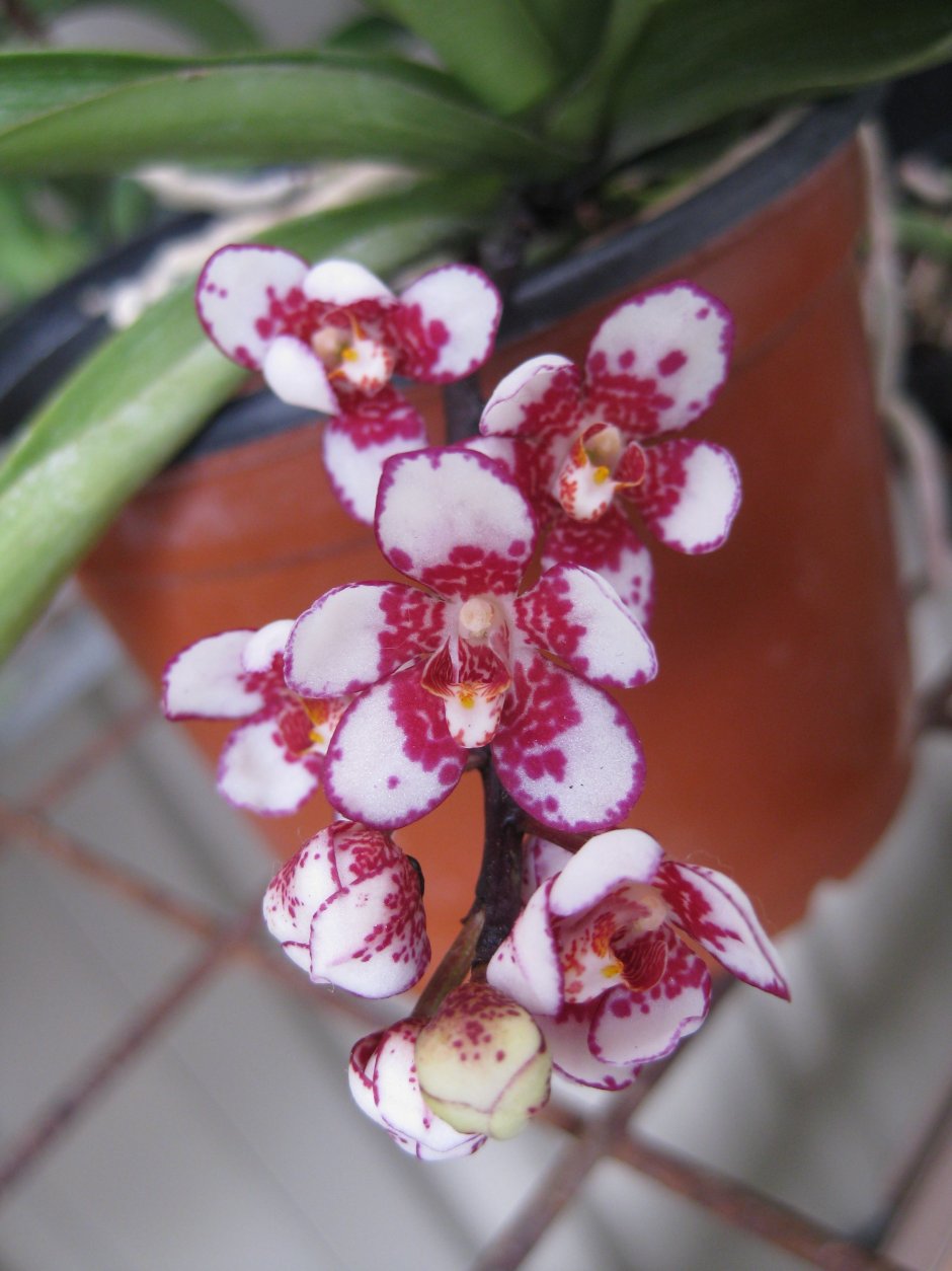 Саркохилус Орхидея
