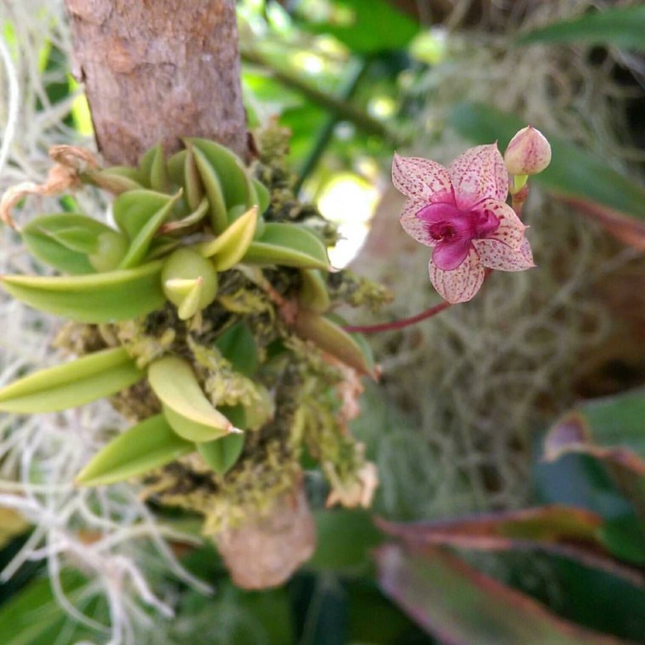 Орхидея Trichoceros muralis