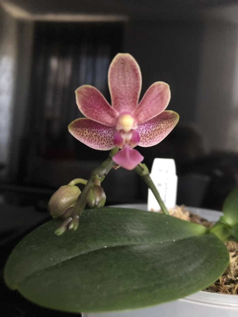 Орхидея Карибиан Сансет
