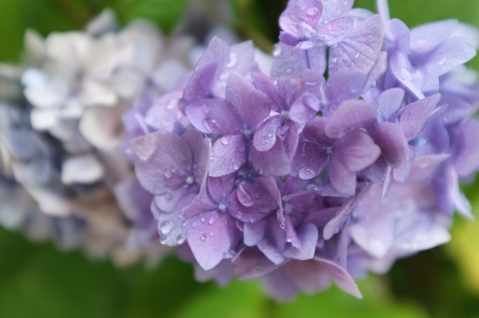 Syringa vulgaris hortensja