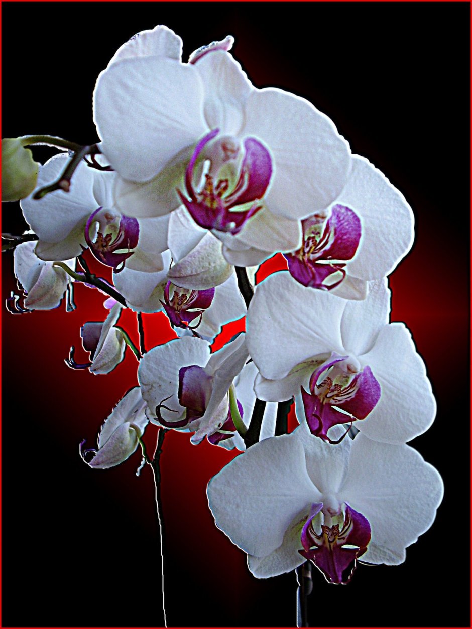 Открытки с орхидеями красивые мерцающие
