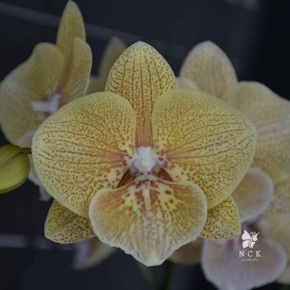 Орхидея Phalaenopsis Sweet Candy (big Lip)