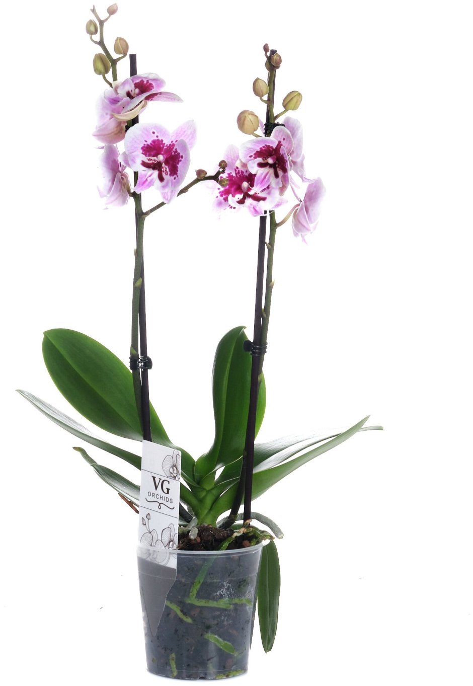 Орхидея алладин Биг лип