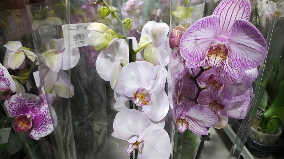 Орхидея алладин биг лип