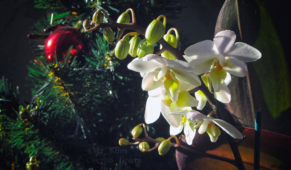 Новогодняя Орхидея