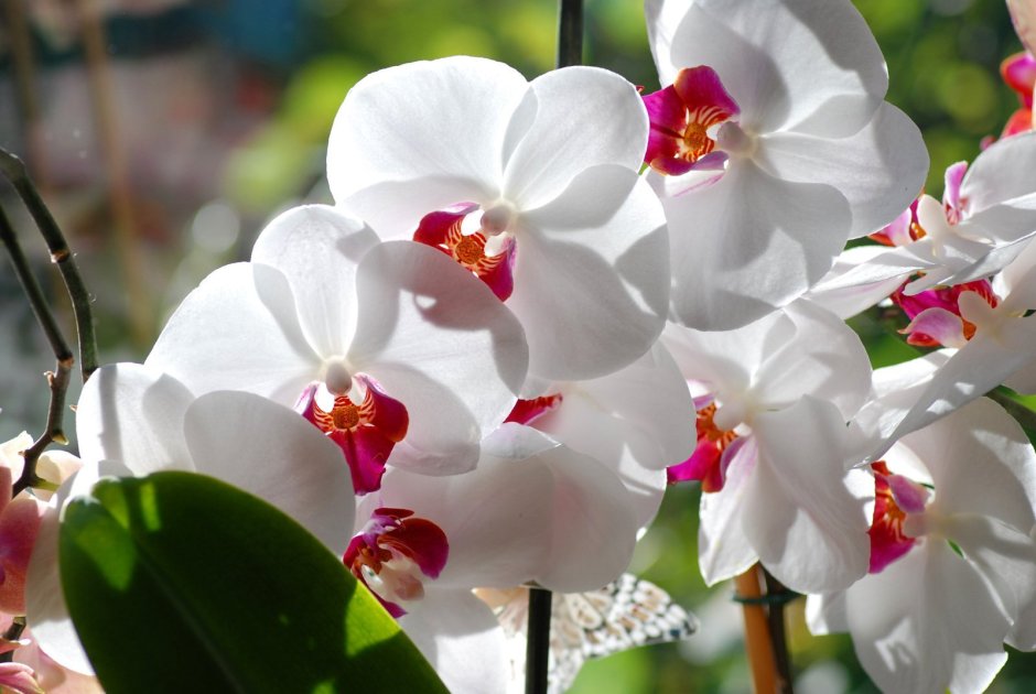 День белых орхидей