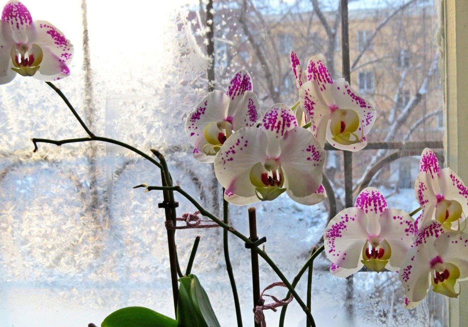 Орхидея Винтер лав