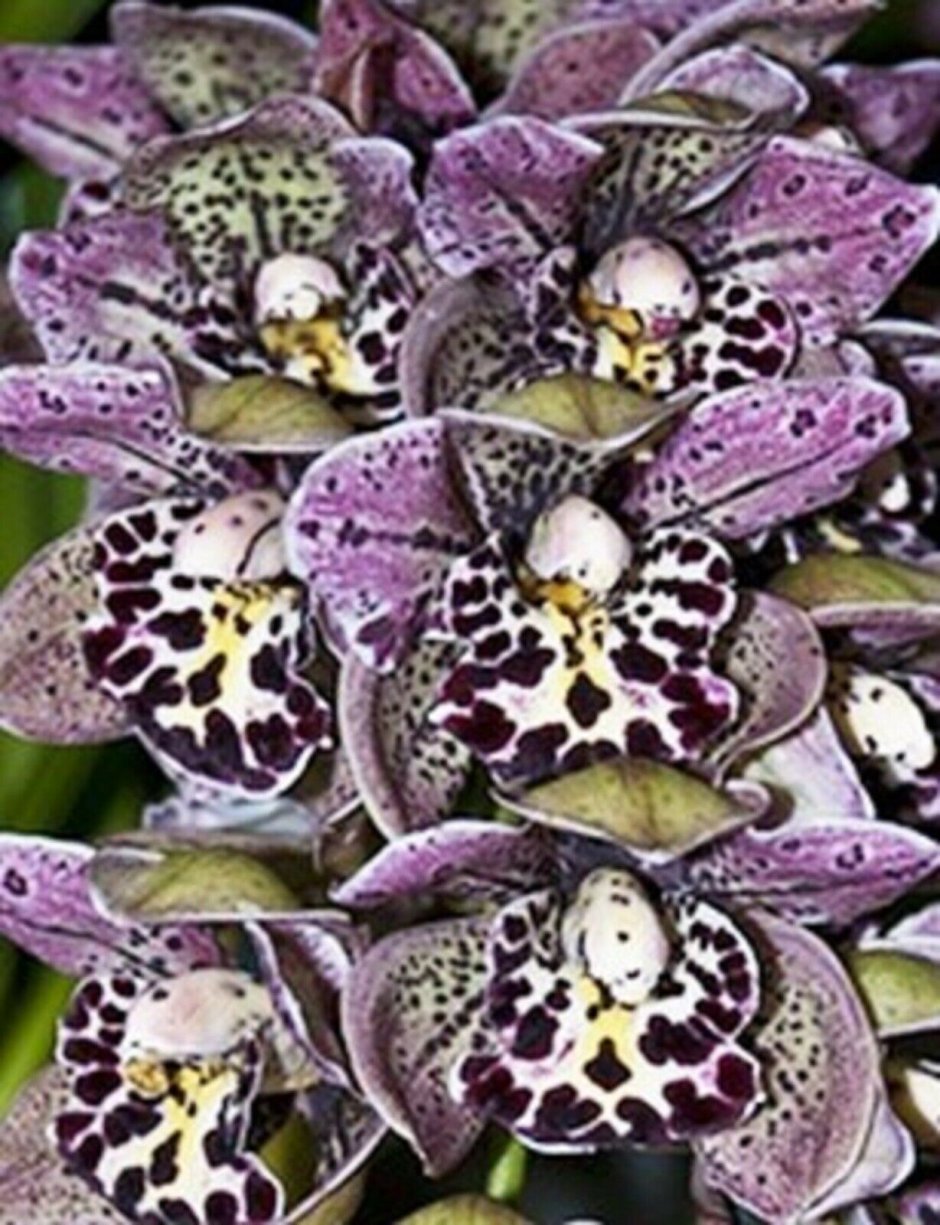 Орхидея черный леопард