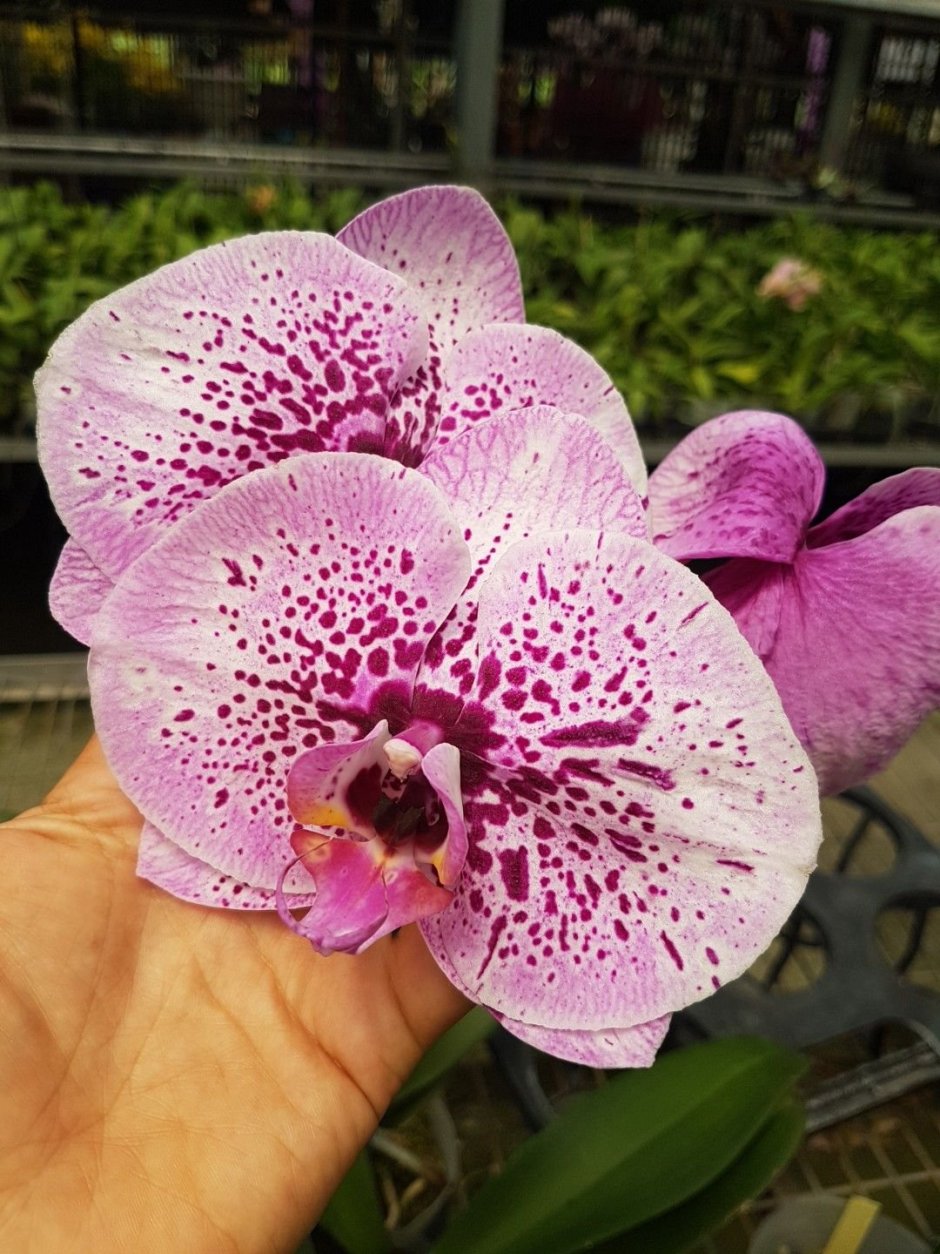 Сого диамонд Орхидея