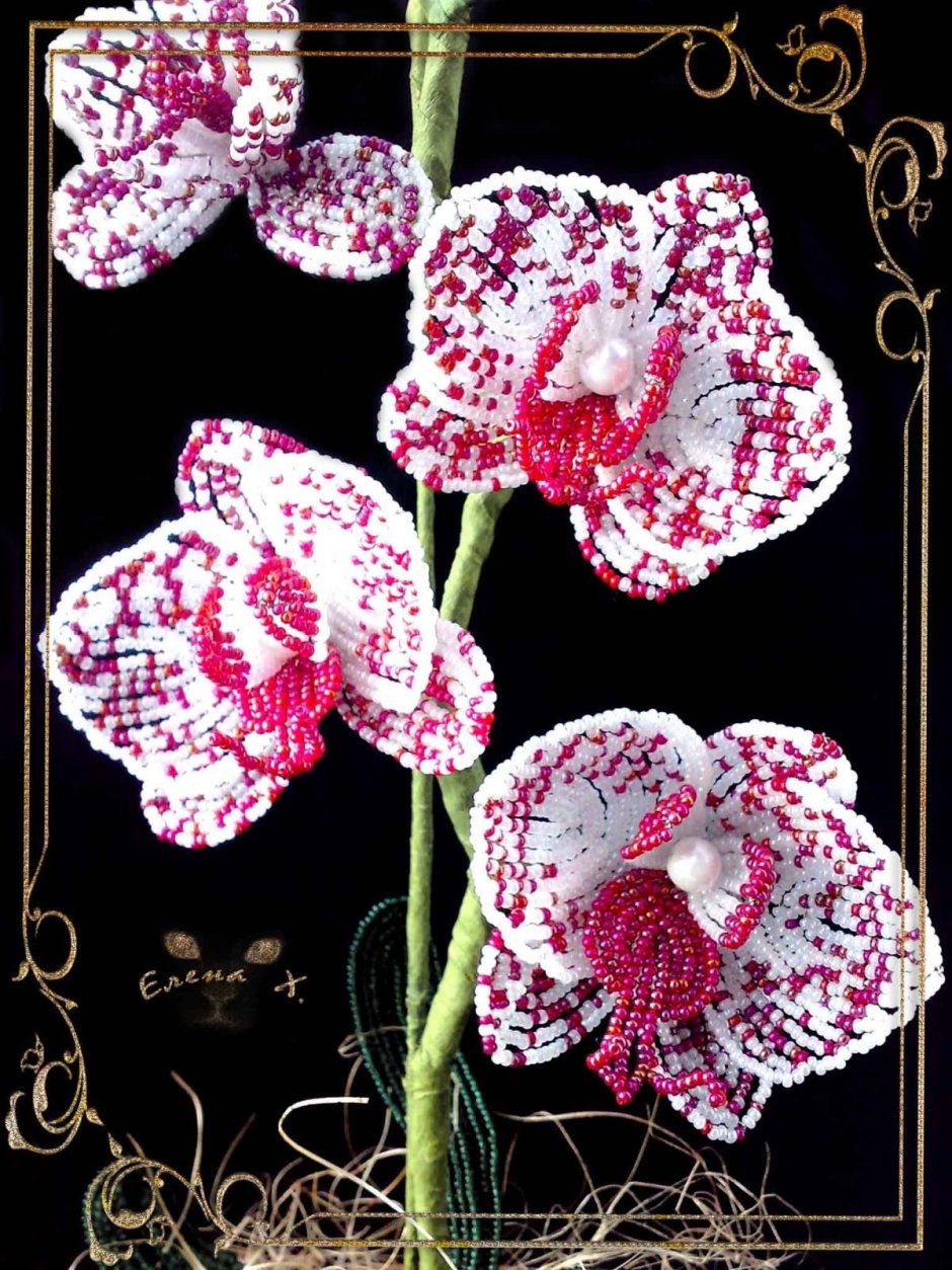 Орхидея фаленопсис бисером