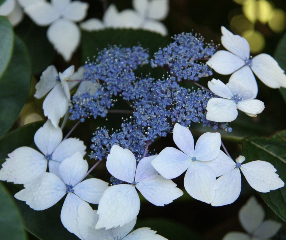 Hydrangea macrophylla Mariesii perfecta