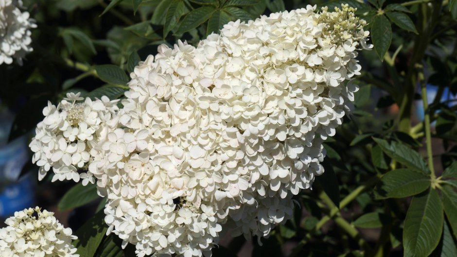 Гортензия древовидная grandiflora