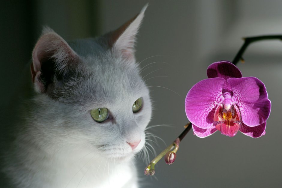 Орхидея кошка