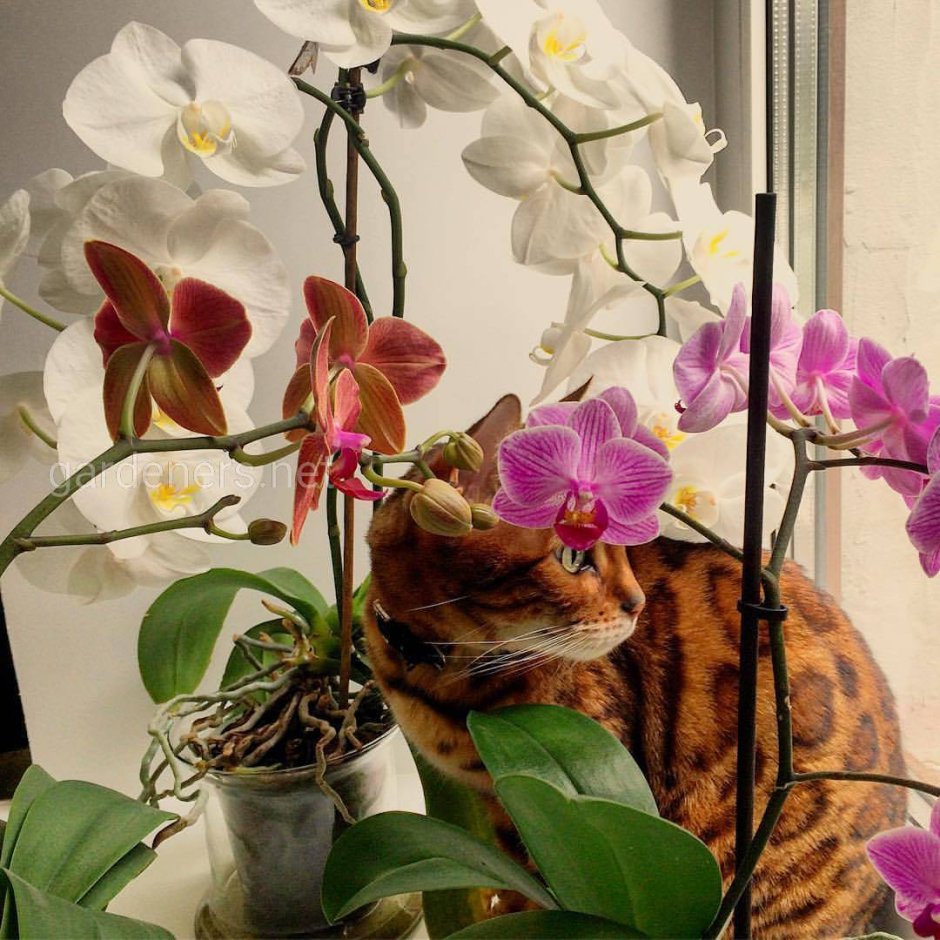 Орхидея кошачий глаз