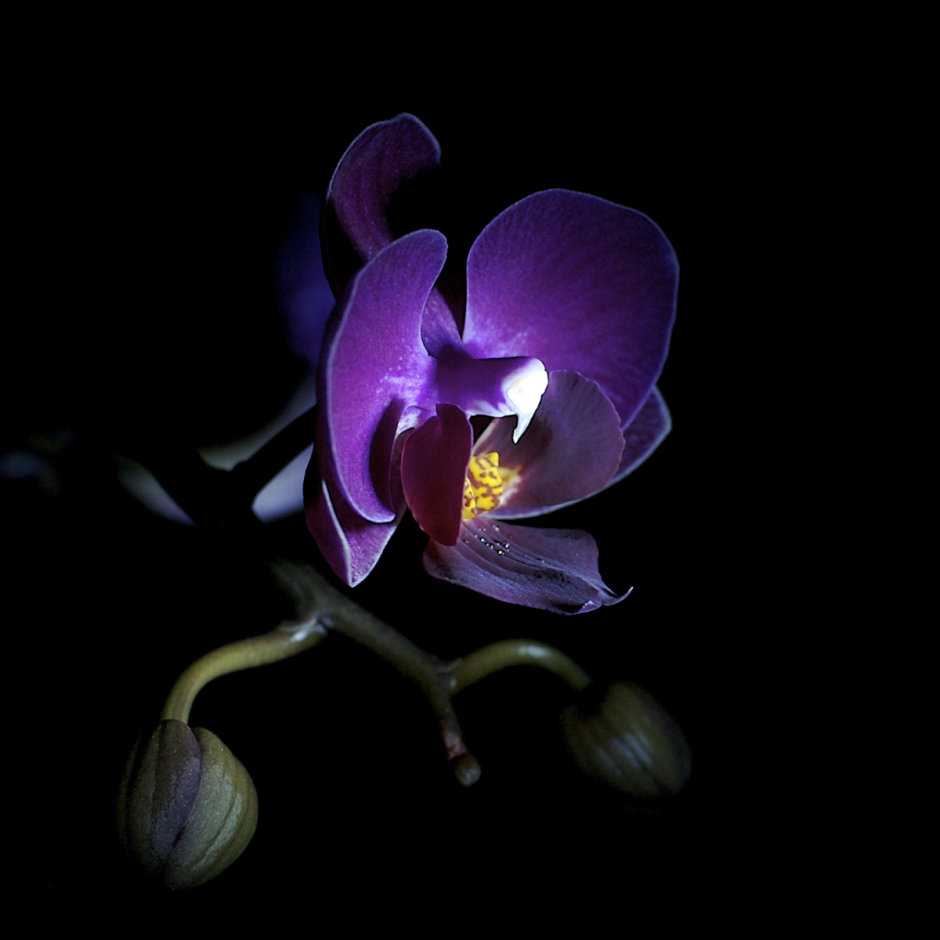 Орхидея Миднайт саммер