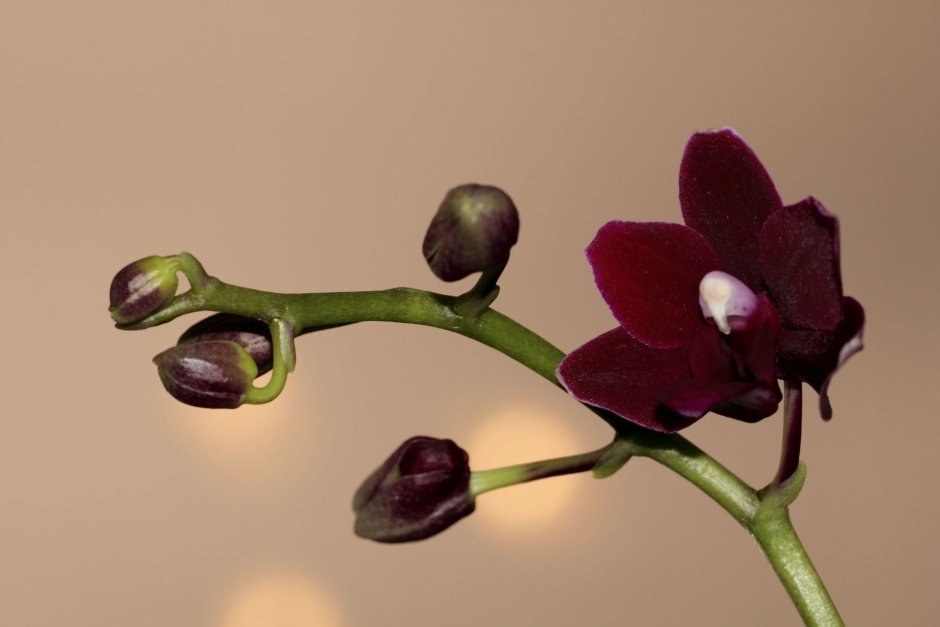 Орхидея фаленопсис вуду